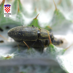 Lixus cardui