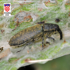 Lixus cardui