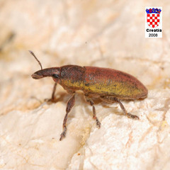 Lixus angustus