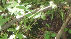 Hydrophyllum virginianum
