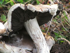 Agaricomycetes