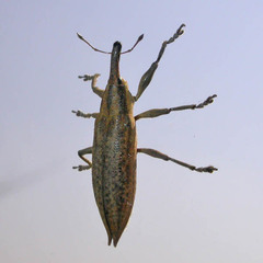 Lixus iridis