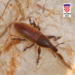 Lixus angustus