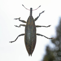 Lixus iridis