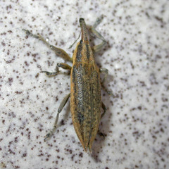 Lixus iridis