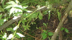 Hydrophyllum virginianum