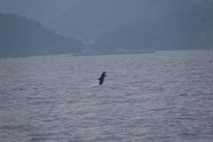 Stenella longirostris