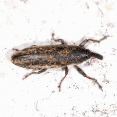 Lixus subtilis