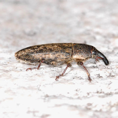 Lixus subtilis