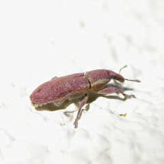 Lixus vilis