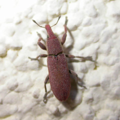 Lixus vilis