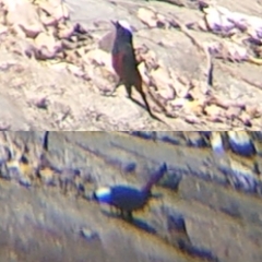 Phoenicurus leucocephalus