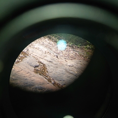 Phoenicurus leucocephalus