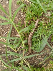 Ophiodes vertebralis