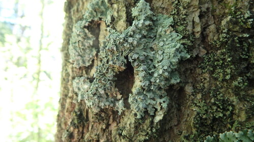 rosette lichens