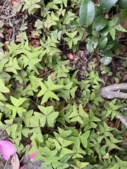 Oxalis intermedia