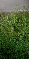 Thymus mongolicus