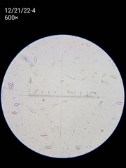Lepiota spheniscispora