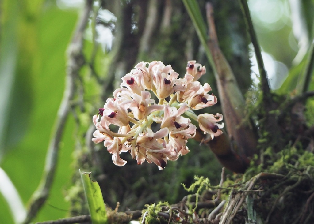 Xylobium undulatum var. variegatum