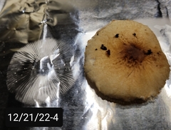 Lepiota spheniscispora