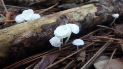 Hemimycena lactea