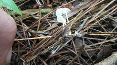 Hemimycena lactea