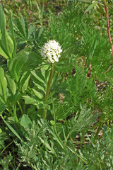 Valeriana occidentalis