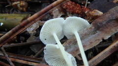 Hemimycena lactea