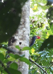 Campephilus melanoleucos