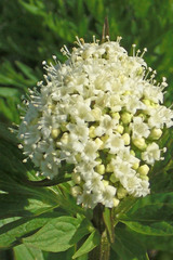 Valeriana occidentalis