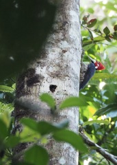 Campephilus melanoleucos