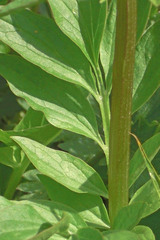 Valeriana occidentalis