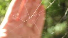 Parasteatoda tabulata