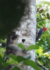 Campephilus melanoleucos