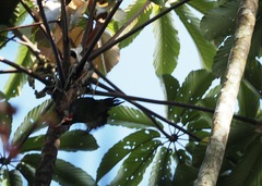 Campephilus melanoleucos