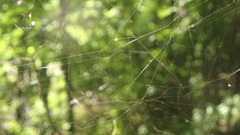 Parasteatoda tabulata