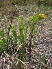 Lithospermum caroliniense
