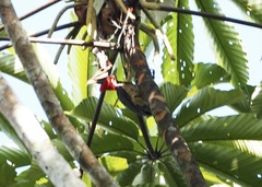 Campephilus melanoleucos