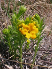 Lithospermum caroliniense