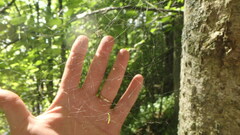 Parasteatoda tabulata