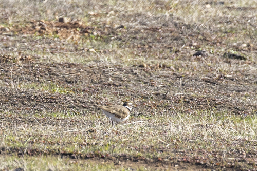 iNaturalist observation photo of Killdeer