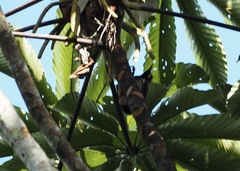 Campephilus melanoleucos