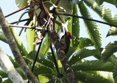 Campephilus melanoleucos