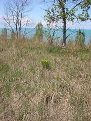 Lithospermum caroliniense