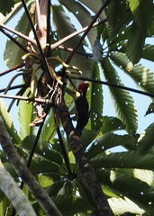 Campephilus melanoleucos