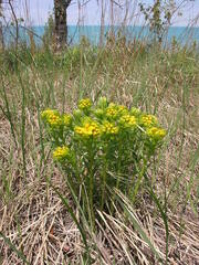 Lithospermum caroliniense