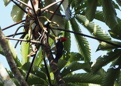 Campephilus melanoleucos