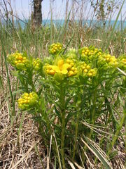 Lithospermum caroliniense