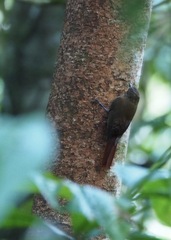 Glyphorynchus spirurus