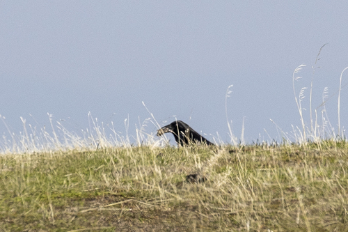iNaturalist observation photo of Common Raven